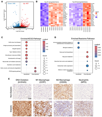 Transcriptomic Profiling of Diabetic Porcine Wound Healing Model Identifies Key Metabolic, Inflammatory, and Oxidative Stress Pathways
