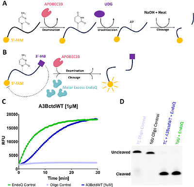 A real-time biochemical assay for quantitative analyses of APOBEC-catalyzed DNA deamination