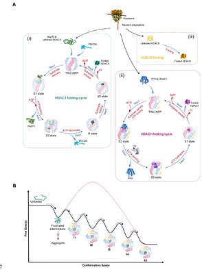 TRiC-assisted folding of class I HDAC family proteins regulated by distinct co-chaperone and cofactor networks
