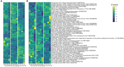 A Matter of Degrees: Latitudinal Variation in the Transcriptional Response to High and Low Temperatures in an Estuarine Cnidarian