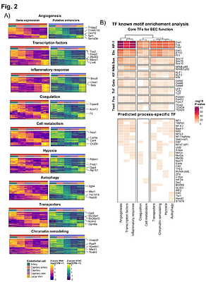 Persistent Activation of Endothelial Cells is Linked to Thrombosis and Inflammation in Cerebral Cavernous Malformation Disease