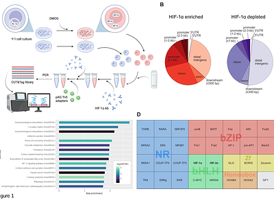 HIF-1α coordinates adrenal steroidogenesis through direct transcriptional control and regulation of miRNA biogenesis