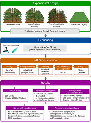 First Metagenome-Assembled Genomes from the Historic Morrow Plots Reveal Management-Associated Dominance of Archaeal Ammonia Oxidizers