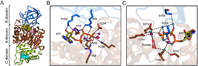 Structural basis of nucleotide selectivity in pyruvate kinase