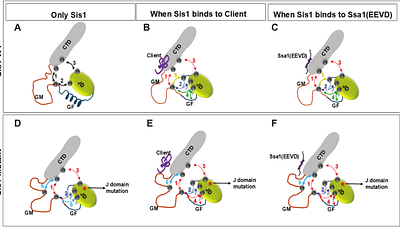 Mutations in Hsp40 co-chaperone change the unique canonical inter-domain interactions stimulating LGMDD1 myopathy
