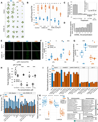 Streptomyces enrichment in roots during drought is uncoupled from plant benefit and is driven by host suppression of iron uptake and immunity