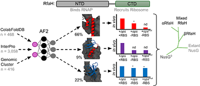 Exploration of the structural and functional diversity in the metamorphic RfaH subfamily