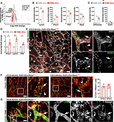 A Csf1r lineage gives rise to dermal lymphatic endothelial cells