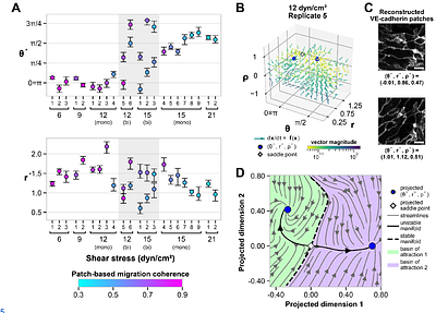 Dynamics of ML-based Morphological Features Indicate a Shear Stress-Dependent Bifurcation of hiPSC-Derived Endothelial Cell States