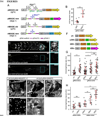 A genome-wide MAGIC kit for recombinase-independent mosaic analysis in Drosophila