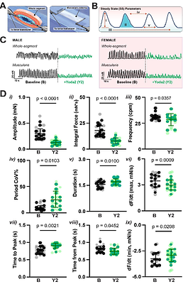 Intracellular Mechanosensation in Intestinal Smooth Muscle: Piezo1 Complexes Amplify Signaling Beyond the Surface