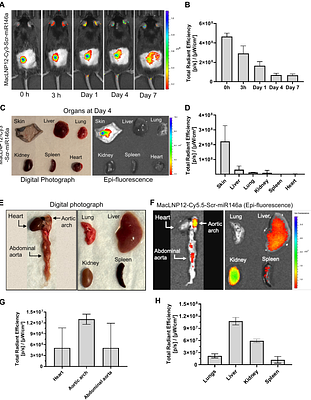 A novel endosome-escaping, macrophage-targeted nanoparticle platform for miR-146a delivery with favorable in vivo biodistribution and biocompatibility