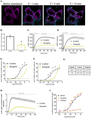 LHR and Gαs trafficking drive sustained cAMP signalling from endosomes to control steroidogenesis