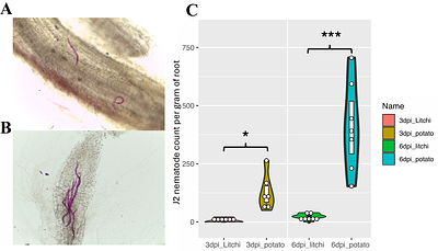 Appraising the natural root-knot nematode resistance inSolanum sisymbriifolium, a wild relative of potato