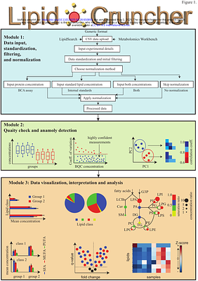 LipidCruncher: An open-source web application for processing, visualizing, and analyzing lipidomic data