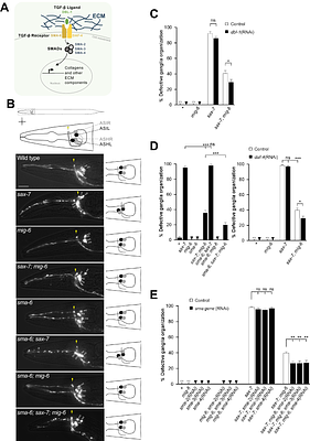 Interplay between MIG-6/papilin and TGF-β signaling promotes extracellular matrix remodeling and modulates the maintenance of neuronal architecture