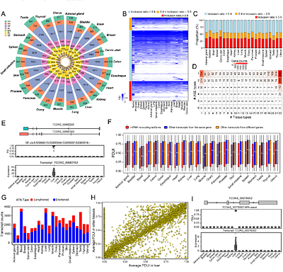 Human Messenger RNA Harbors Widespread Noncoding Splice Isoforms