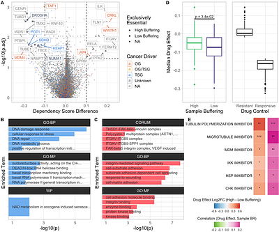 Explainable Machine Learning Identifies Dosage Compensation Factors in Aneuploid Human Cancer Cells