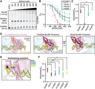 Structural principles of transcriptional collisions