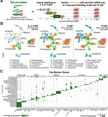 Hematopoietic Single Cell Atlas Reveals a Diverse Repertoire of Lymphoid Cells in Larval Zebrafish