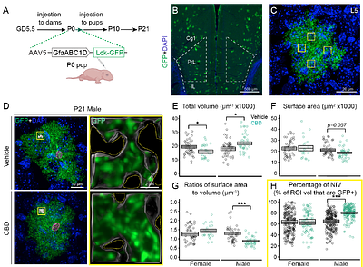 Perinatal cannabidiol exposure reshapes astrocyte morphology and tripartite synapse organization in a sex-dependent manner
