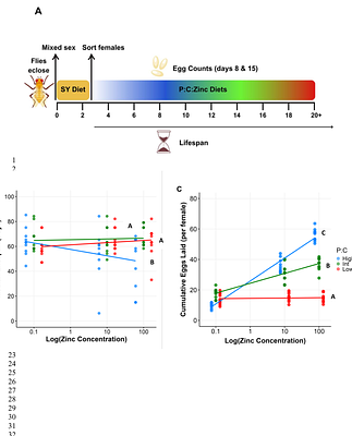 Dietary Zn governs protein: carbohydrate regulation of fecundity and lifespan in Drosophila melanogaster