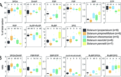 Variance in Calvin-Benson cycle intermediate levels between closely-related species in the tomato clade