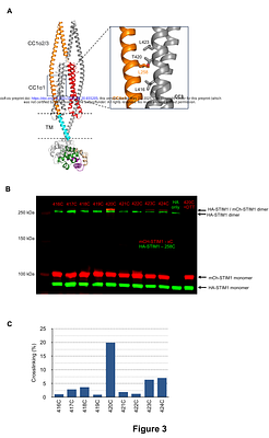 Multiple weak brakes act in concert to regulate STIM1 and control store-operated calcium entry