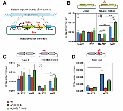 DNA ligase Lig E increases transformation with damaged extracellular DNA