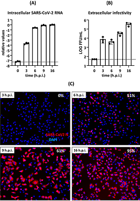 Time-based quantitative proteomic and phosphoproteomic analysis of A549-ACE2 cells during SARS-CoV-2 infection