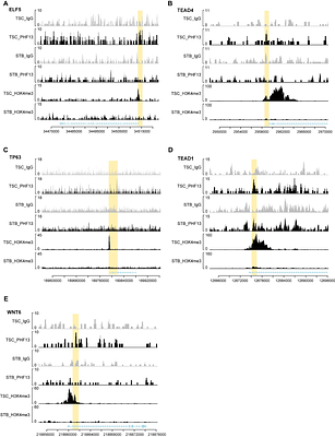 The Epigenetic Factor PHF13 Governs Trophoblast Stemness and Differentiation