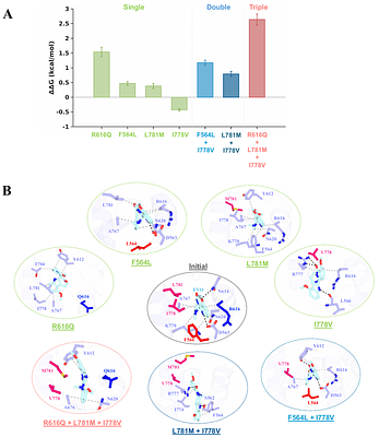 Molecular Determinants of Allosteric Inhibitor Affinity and Selectivity in PDE5