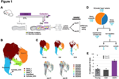 Somatic mutation inference from single-cell transcriptomics: A survey in the esophagus