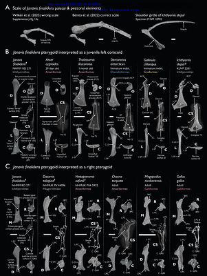 Shouldering the challenge of deciphering avian palate evolution