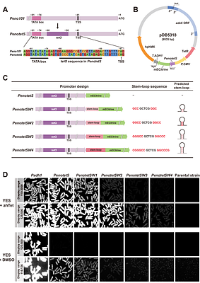 An improved tetracycline-inducible expression system for fission yeast
