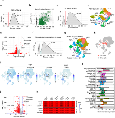 Multimodal Validation of the Existence of Transitional Cerebellar Progenitors in the Human Fetal Cerebellum