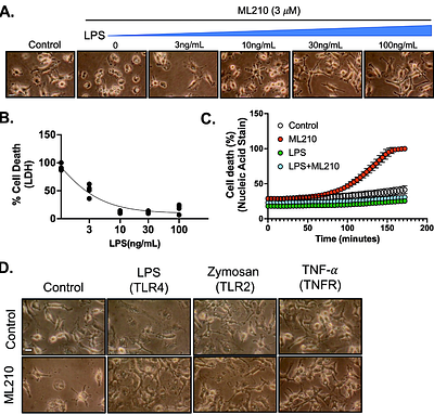 PDE10A Inhibition Disrupts Lipid Droplet Formation and Sensitizes Macrophages to Ferroptosis after LPS treatment