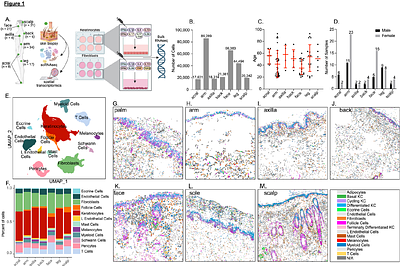 A Transcriptomic Atlas of Healthy Human Skin Links Regional Identity to Inflammatory Disease.