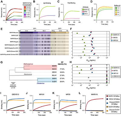 Potent neutralization of Marburg virus by a vaccine-elicited monoclonal antibody