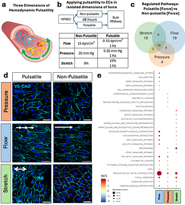 Pulsatile flow dynamics determine pulmonary arterial architecture