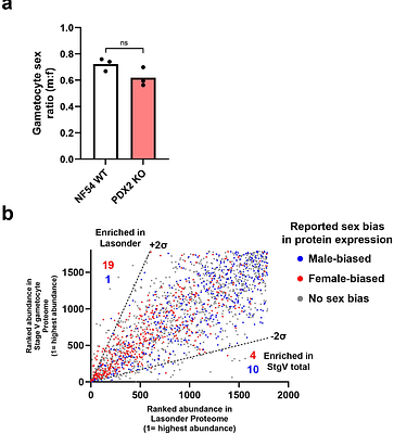 The translatome of quiescent Plasmodium falciparum gametocytes reveals parasite pyridoxal 5'-phosphate (PLP) biosynthesis is essential for efficient mosquito stage development