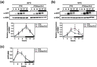 HOS15-mediated turnover of PRR7 enhances freezing tolerance