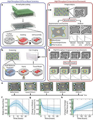 A high-throughput, 3D microtissue platform for multiparametric analysis of tissue remodeling.