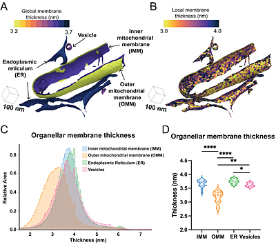 Surface morphometrics reveals local membrane thickness variation in organellar subcompartments