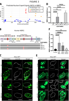 NBR1 shuttles between the cytoplasm and nucleus and is essential for nuclear p62 body formation