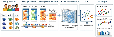 Immune System Organization is Encoded in Transcription