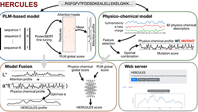 HERCULES: an integrative deep-learning framework for predicting RNA-binding propensity and mutation effects at single-residue resolution
