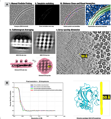 Molecular organization of the 	Chlorella sorokiniana pyrenoid