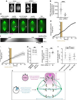 Midzone bundles of the mammalian anaphase spindle are mechanically coupled both locally and globally