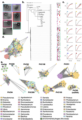 Dynamic co-existence of bacteriophages and their hosts in the Arabidopsis thaliana phyllosphere
